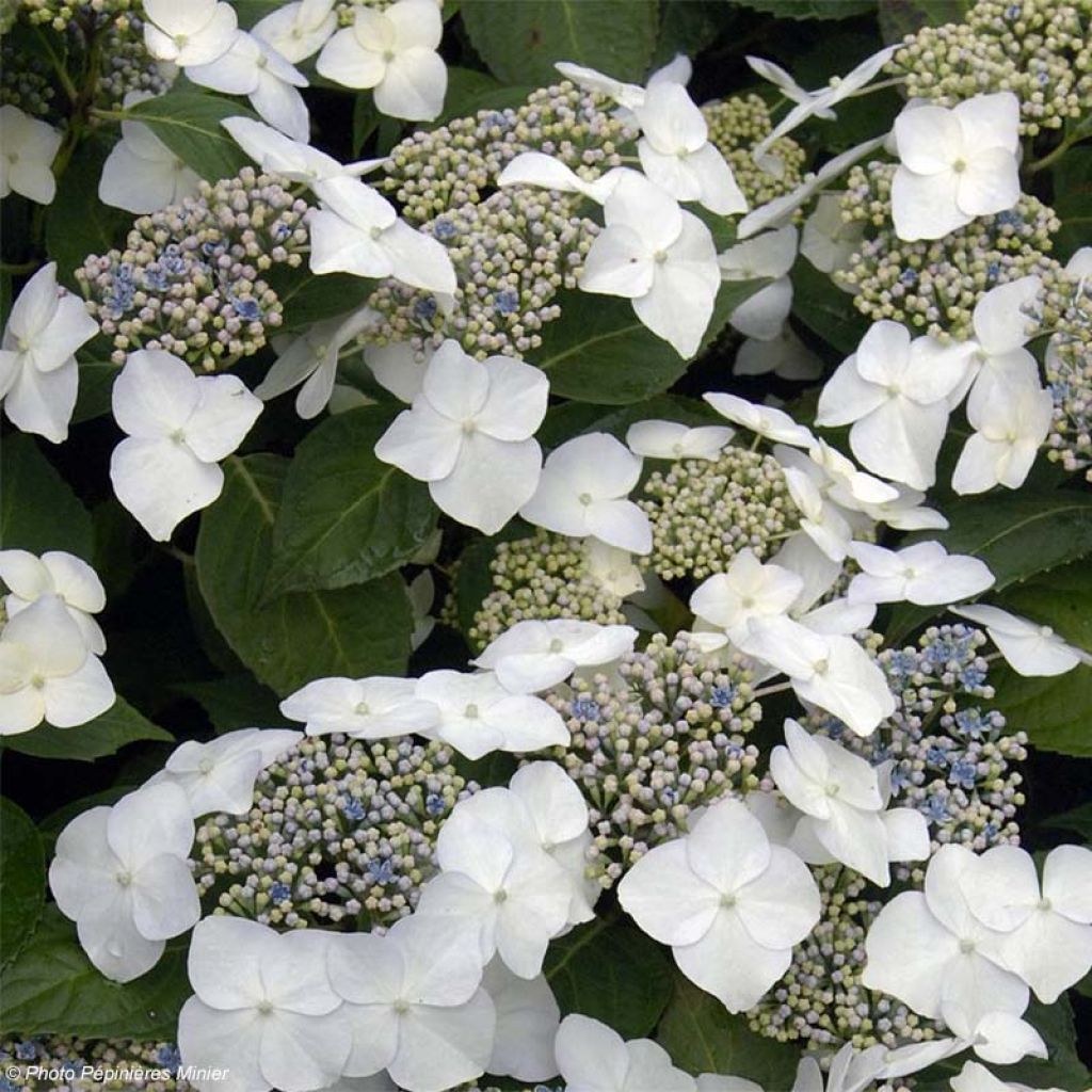 Hydrangea macrophylla Great Star Blanc Bleu - Ortensia