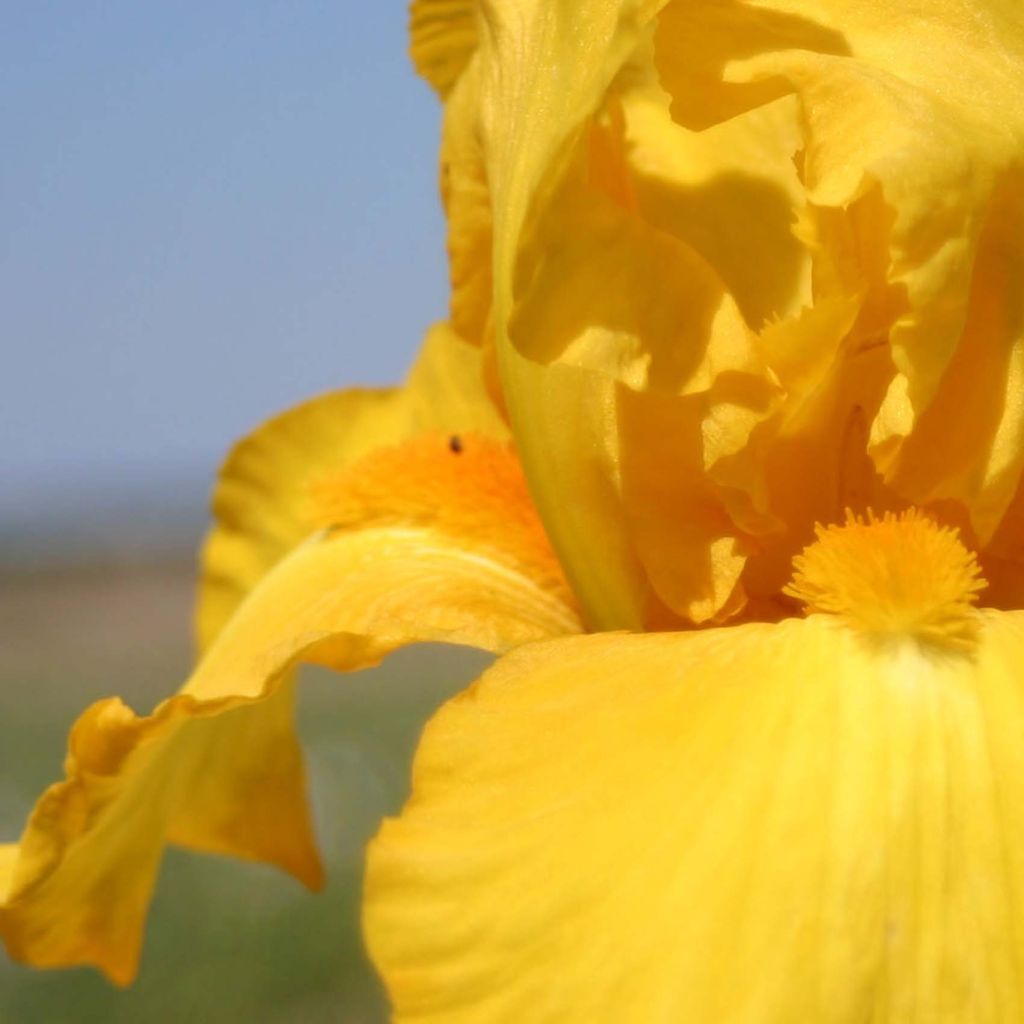 Iris germanica Gold Galore - Giaggiolo paonazzo