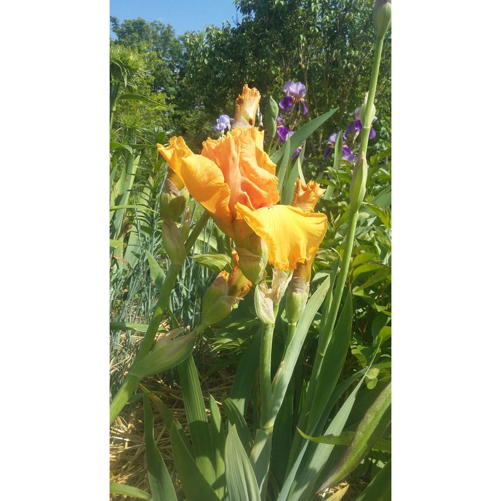 Iris germanica Good Show - Giaggiolo paonazzo