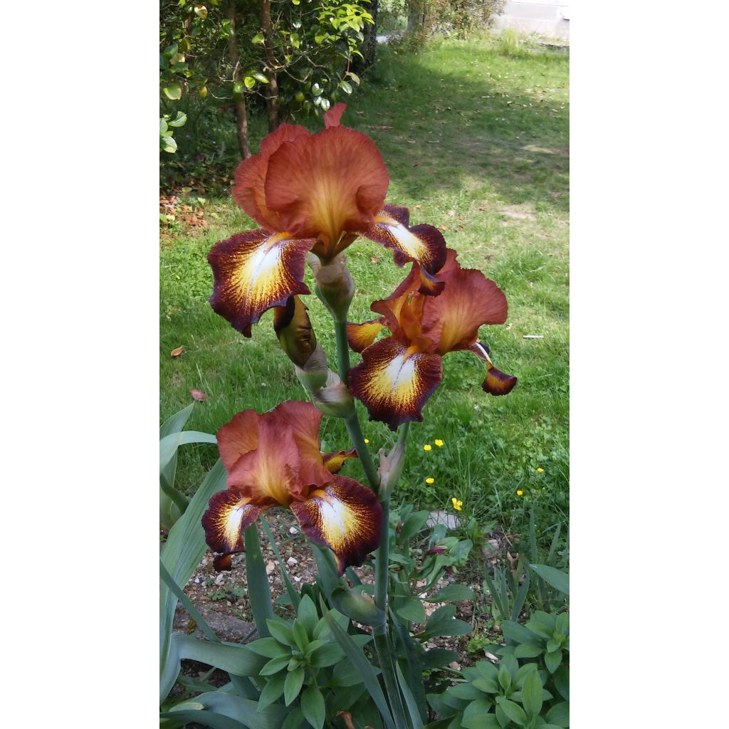 Un de mes iris préférés