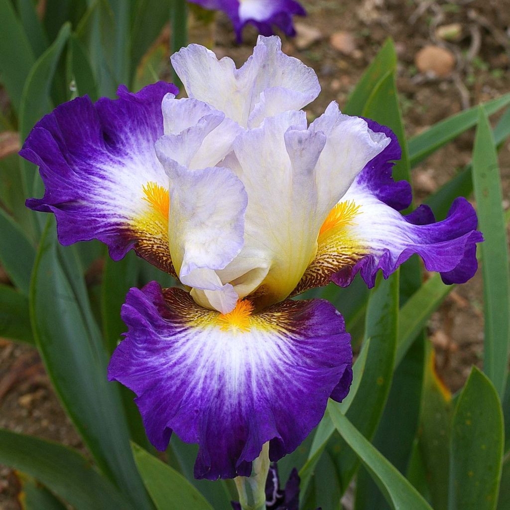 Iris germanica Irisades - Giaggiolo paonazzo