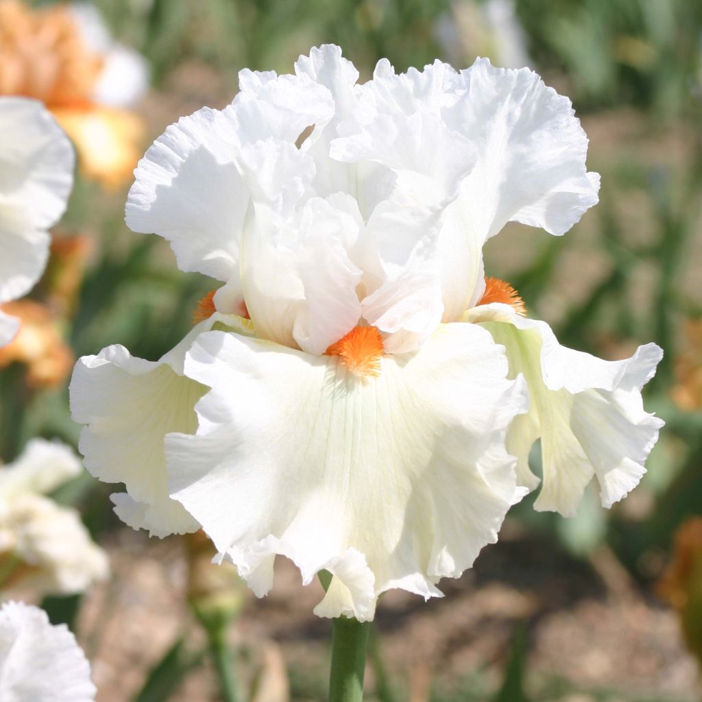 Iris germanica Lark Ascending - Giaggiolo paonazzo