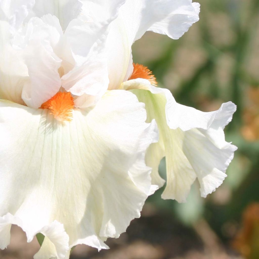 Iris germanica Lark Ascending - Giaggiolo paonazzo