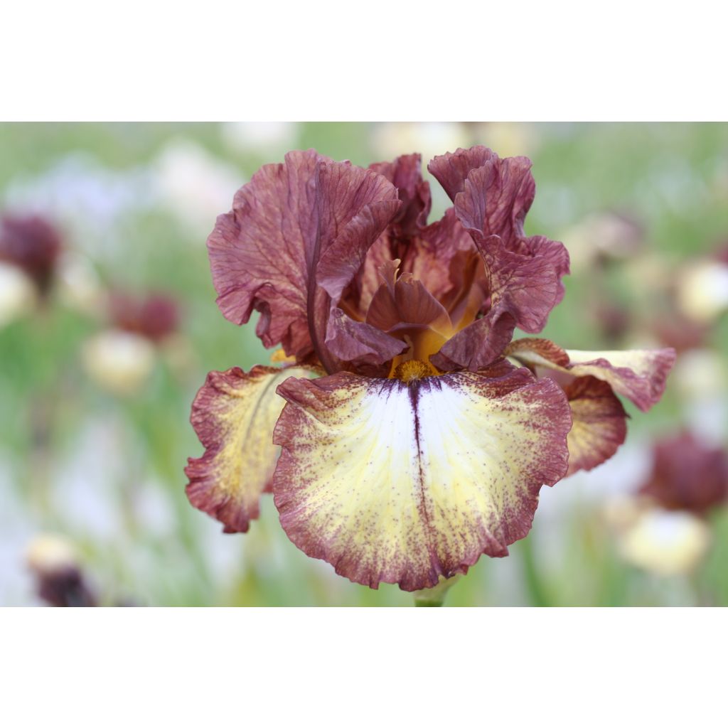 Iris germanica Flamenco - Giaggiolo paonazzo