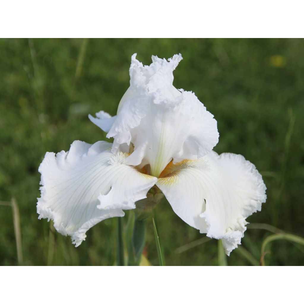 Iris germanica Laced Cotton - Giaggiolo paonazzo