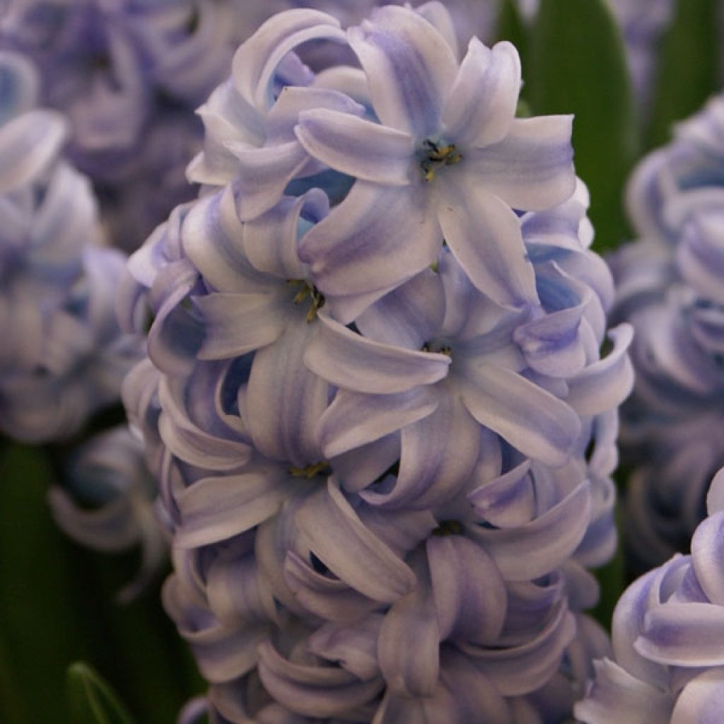 Giacinto Sky Jacket - Hyacinthus