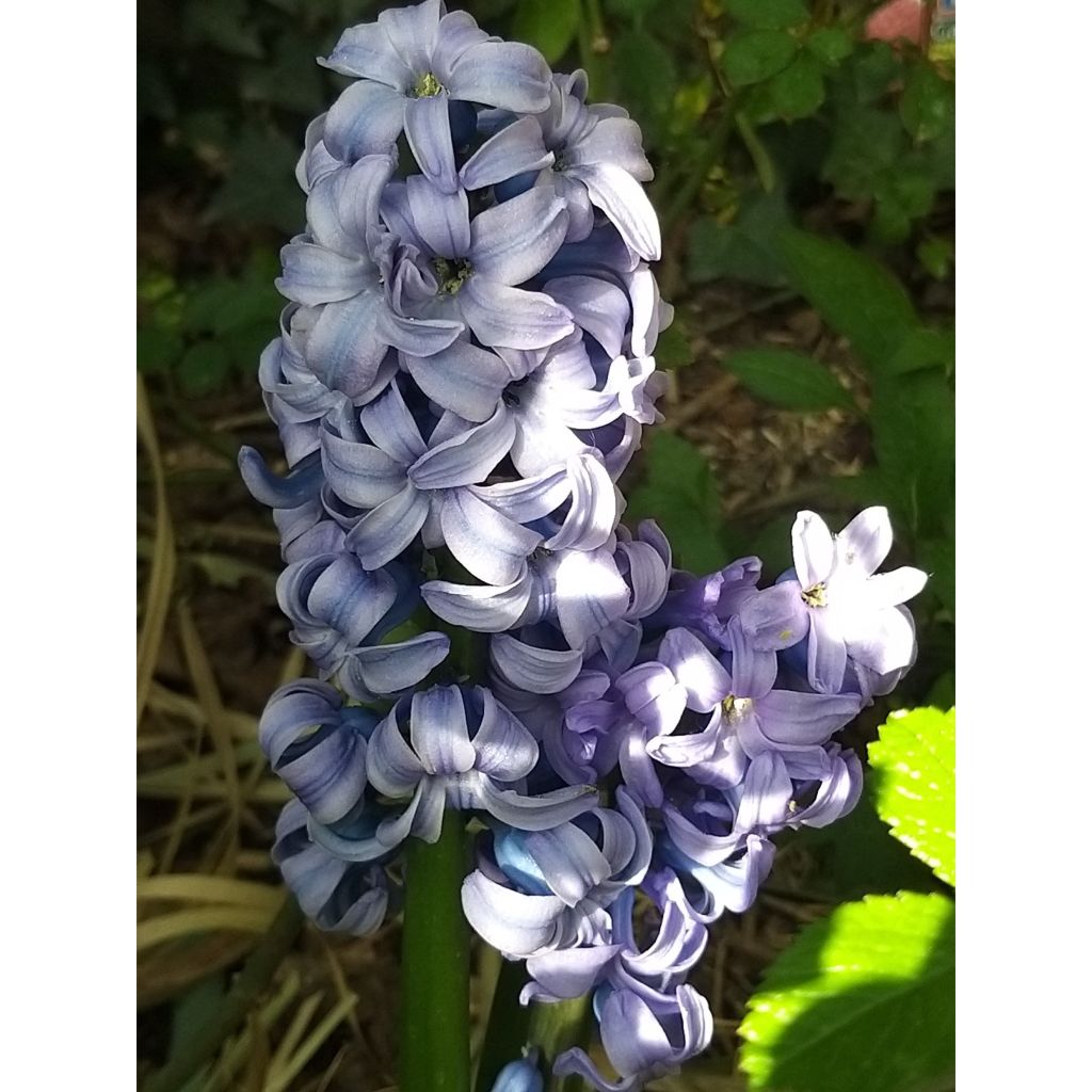 Giacinto Sky Jacket - Hyacinthus