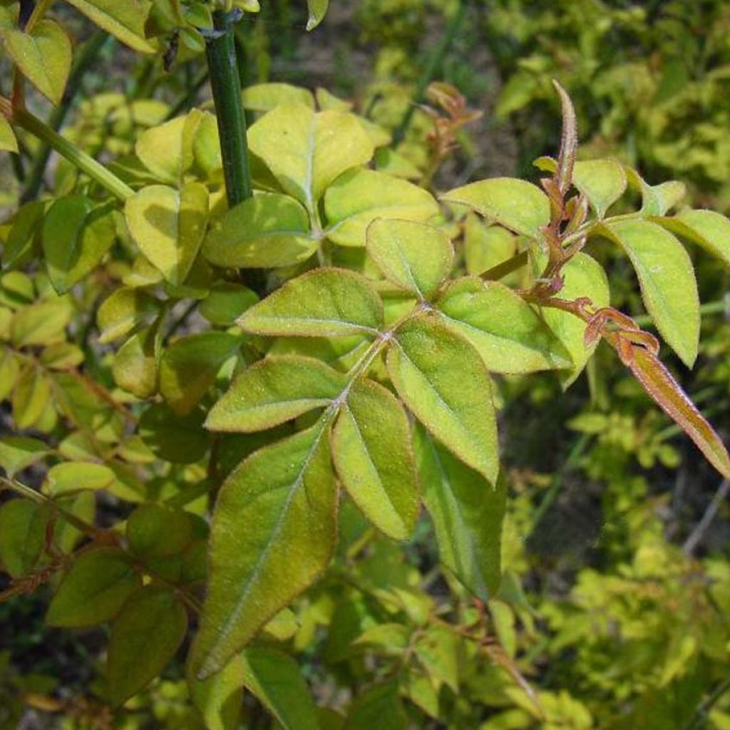Jasminum officinalis Aureum - Gelsomino comune