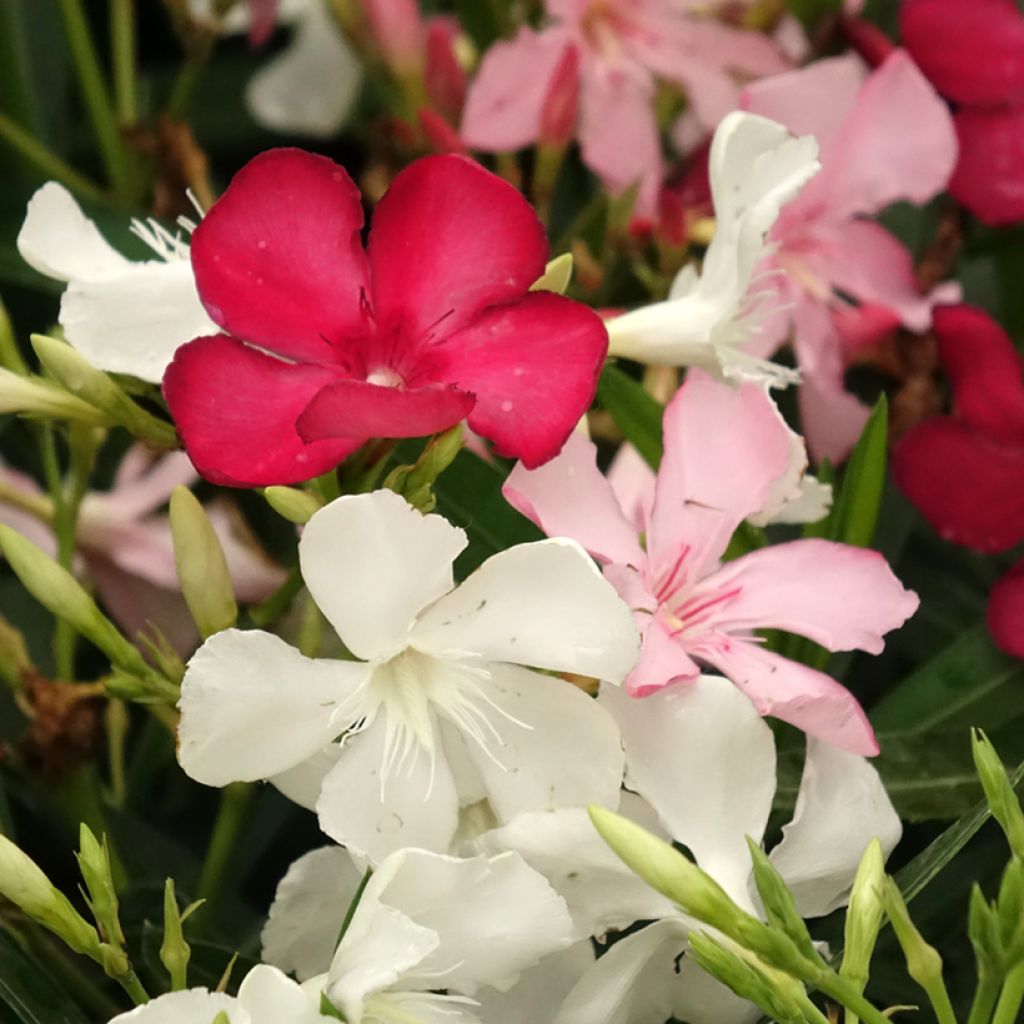 Nerium oleander Tricolore - Oleandro