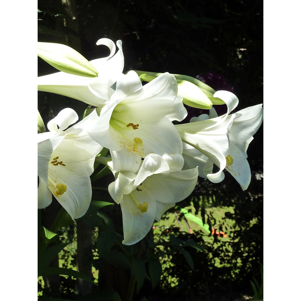 Lilium longiflorum Snow Queen - Giglio