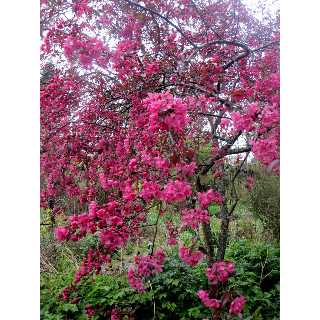 Malus Coccinella Courtarou - Melo da fiore