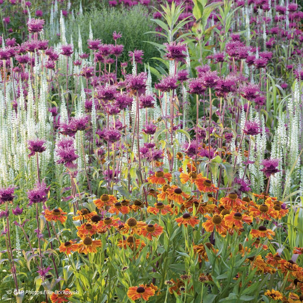 Monarda Scorpion
