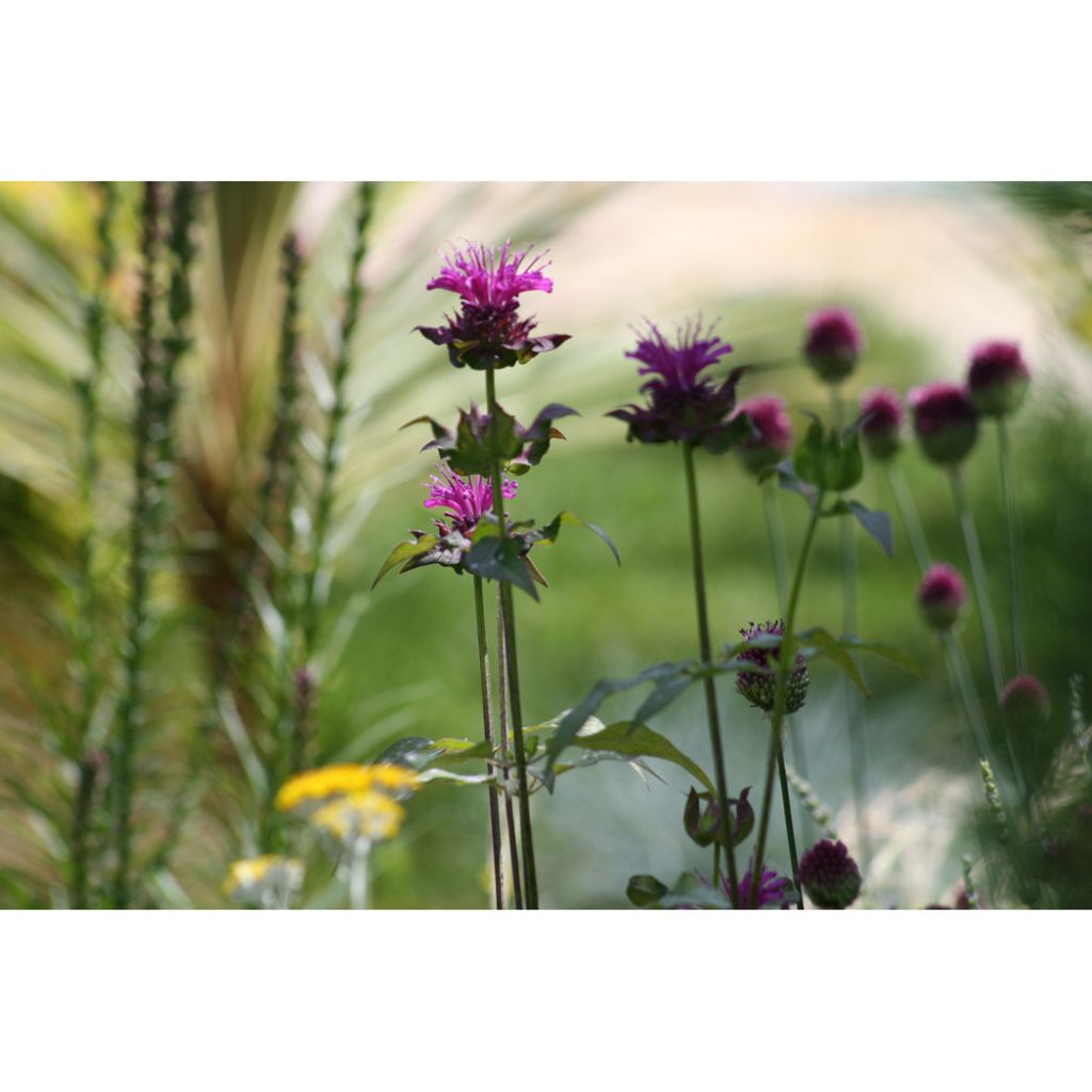 Monarda Scorpion