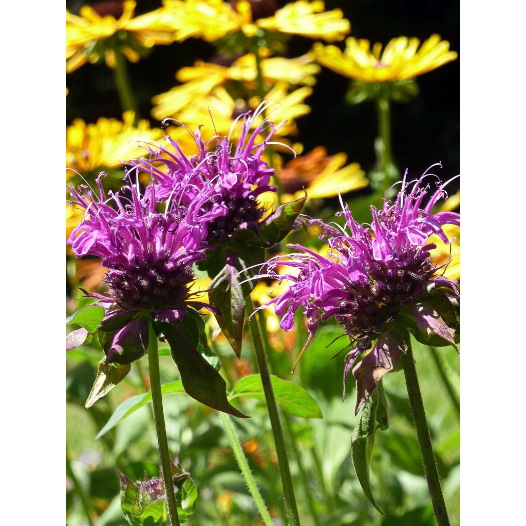Monarda Scorpion