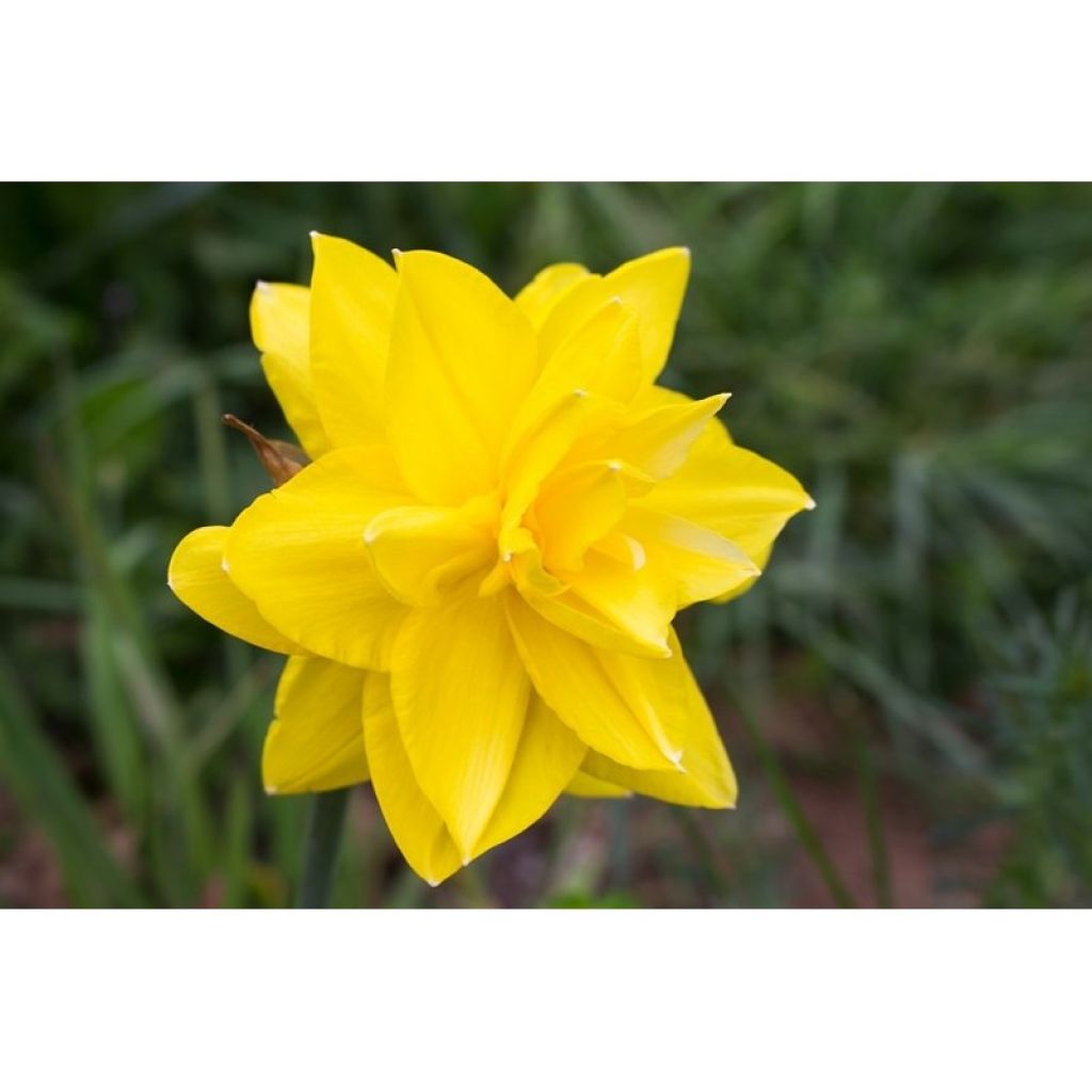 Narciso a fiore doppio Golden Ducat