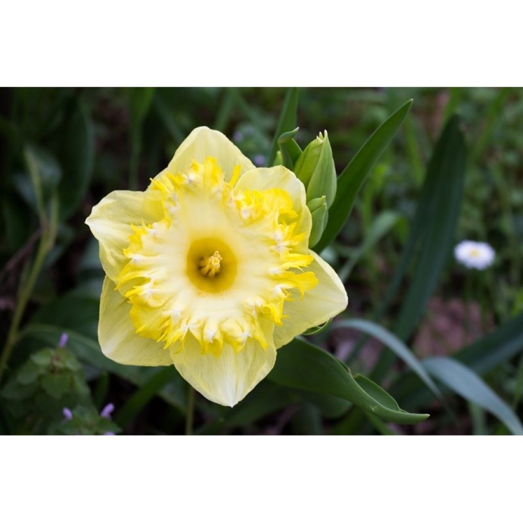 Narciso coronato Snowtip
