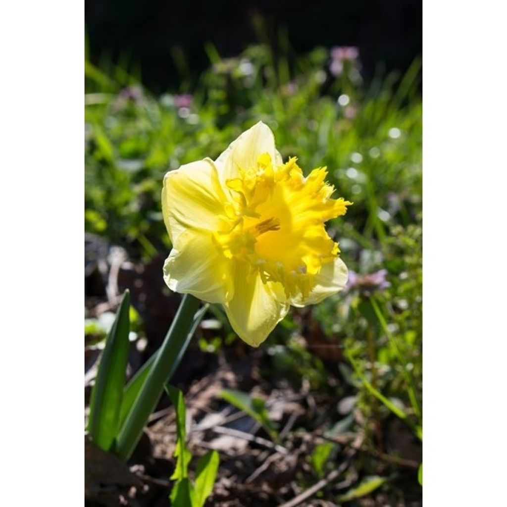 Narciso coronato Snowtip