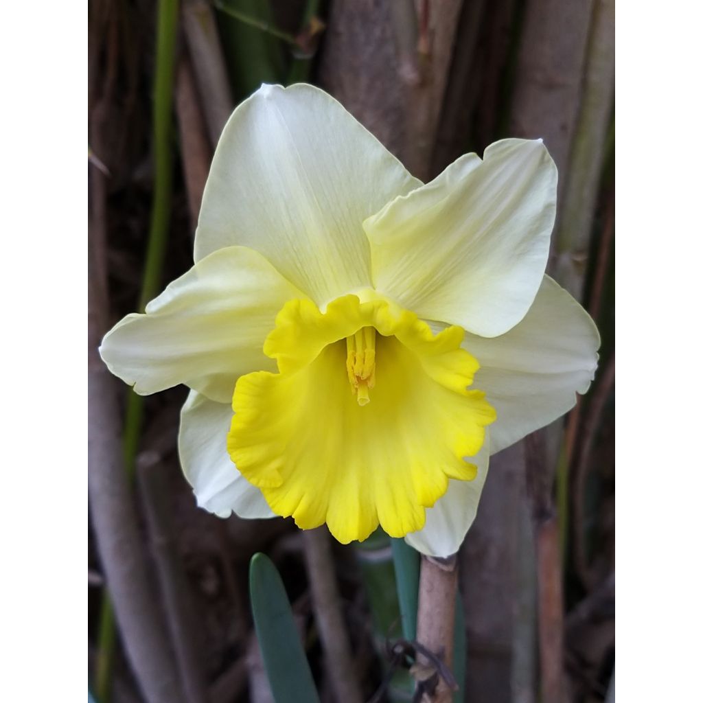 Narciso a tromba Spellbinder