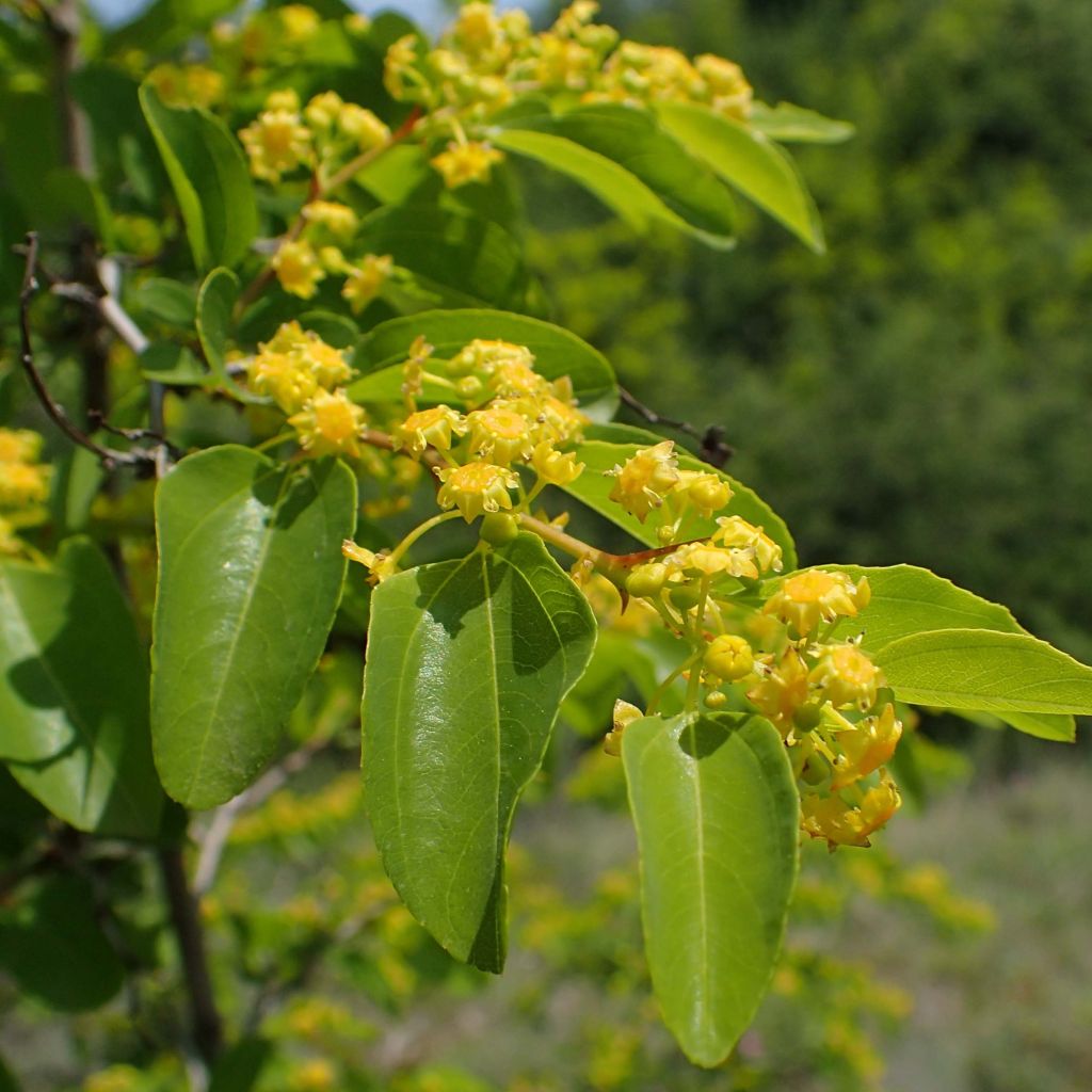 Paliurus spina-christi - Marruca