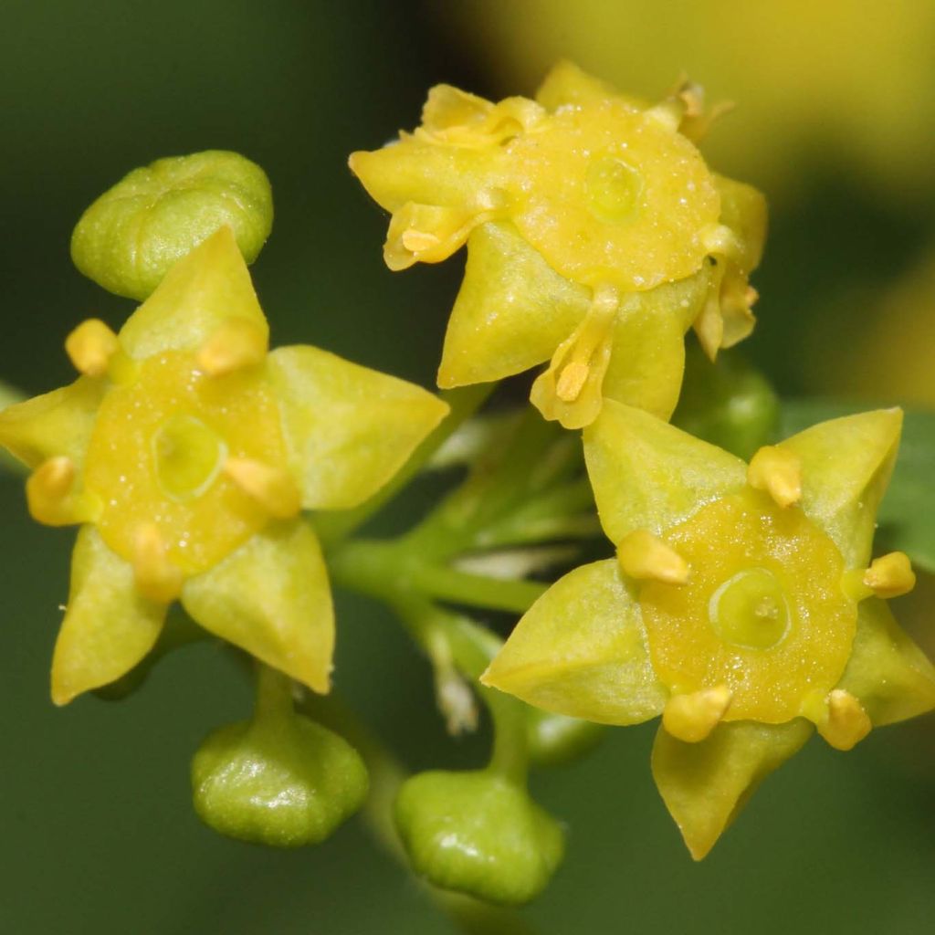 Paliurus spina-christi - Marruca