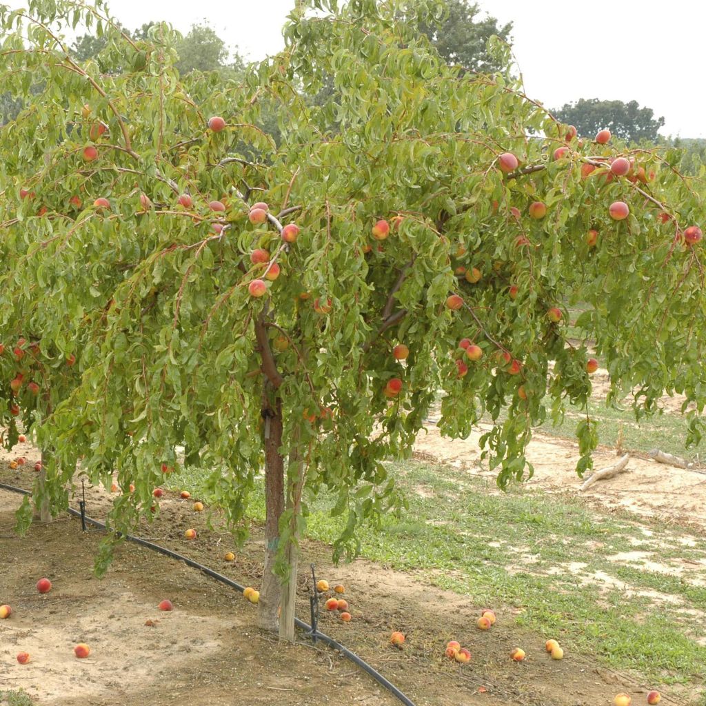 Pesco Lacrima