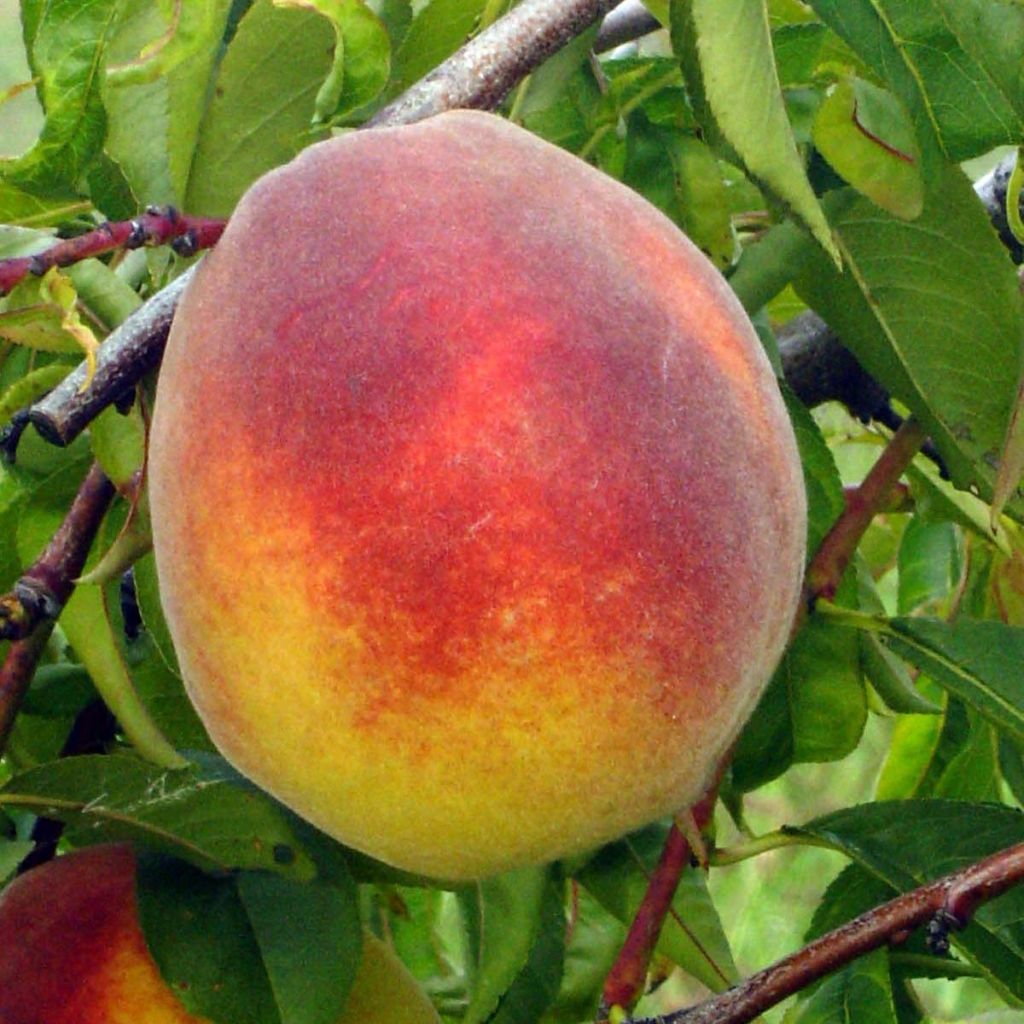 Pesco Lacrima