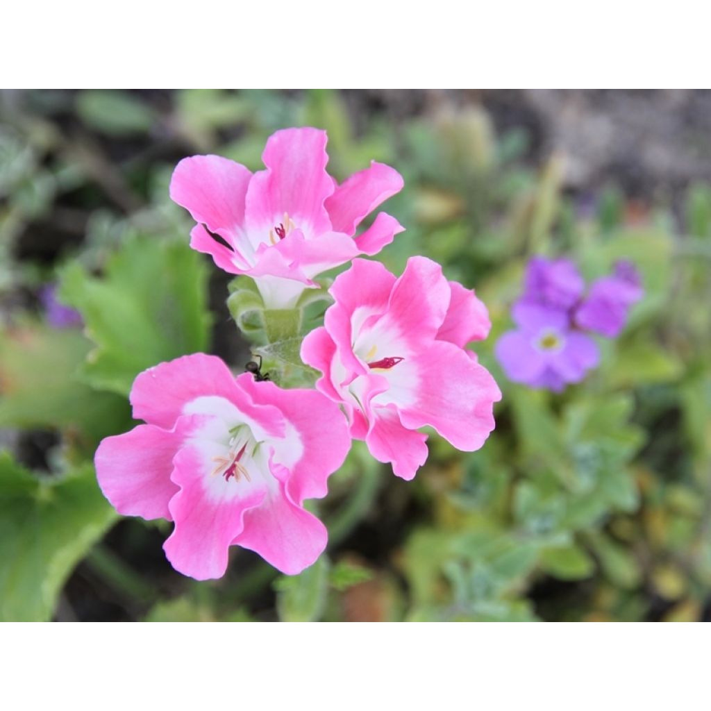 Pelargonium Bermuda Pink