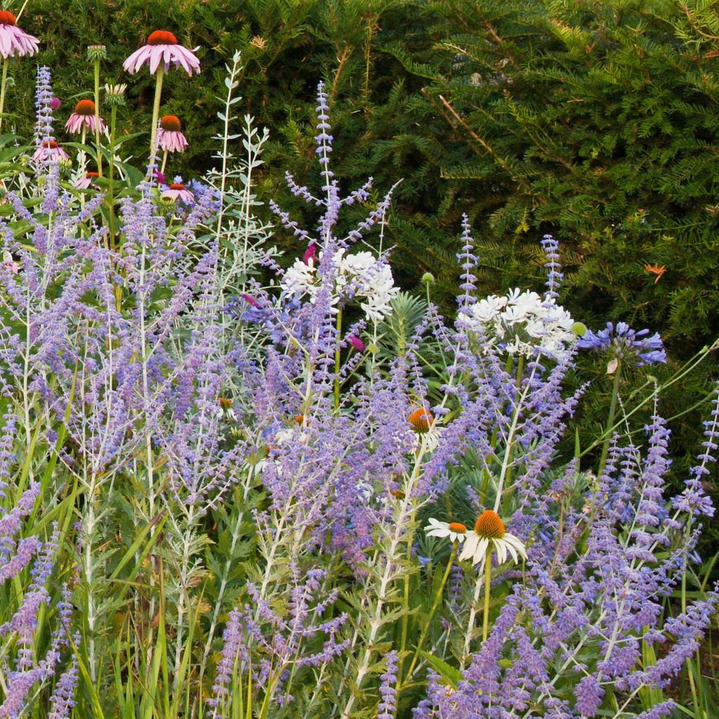 Perovskia atriplicifolia Blue Spire - Salvia russa