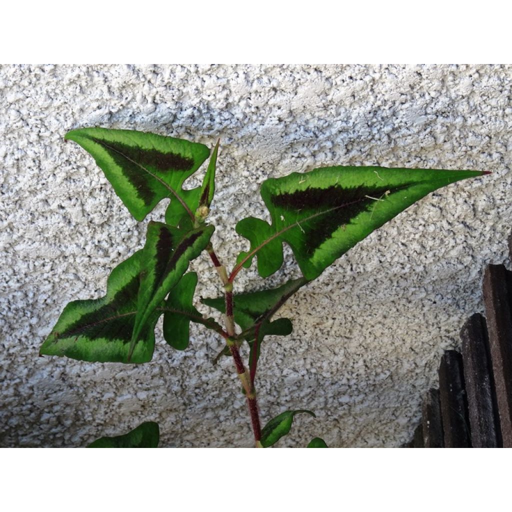 Persicaria runcinata Purple Fantasy