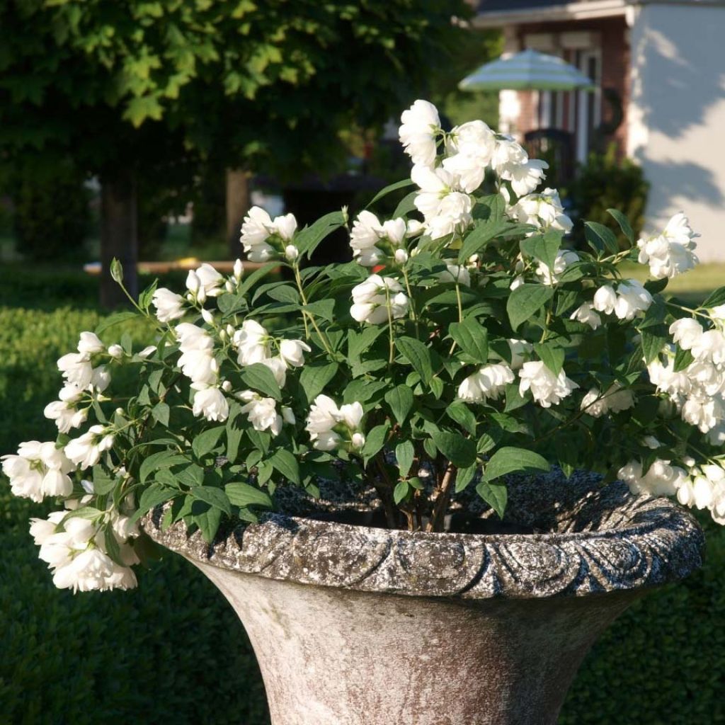 Philadelphus Little White Love - Filadelfo