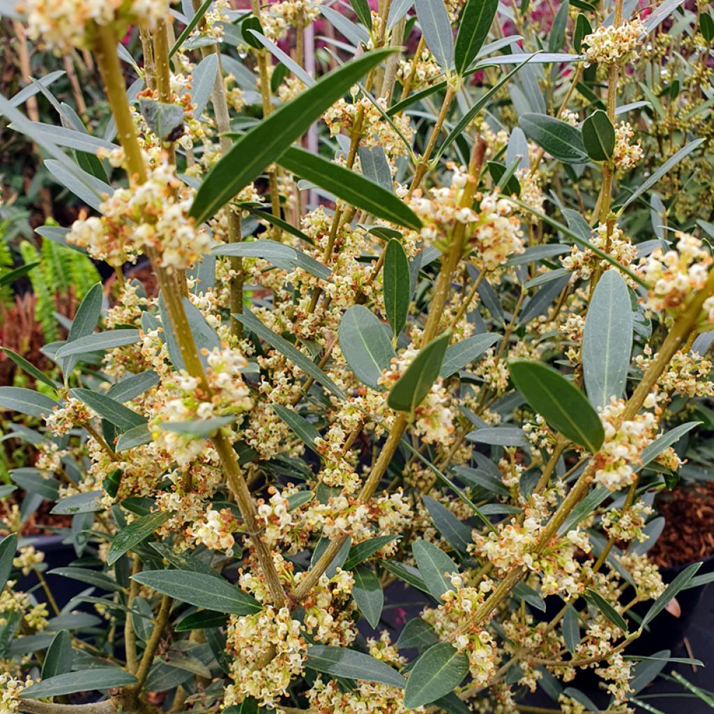 Phillyrea angustifolia GreenQuick - Ilatro sottile