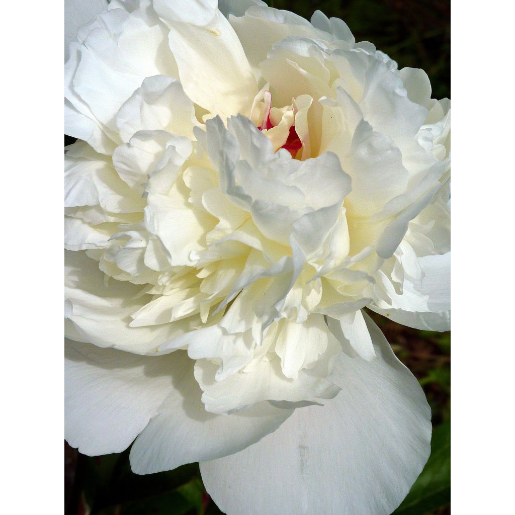 Peonia erbacea Marie lemoine