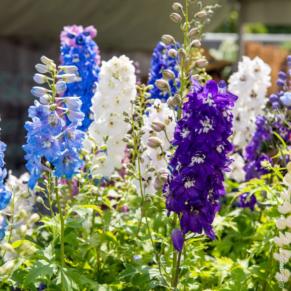 Delphinium elatum Magic Fountain Mix - Speronella elevata