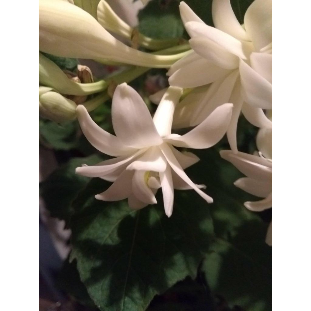 Polyanthes tuberosa The Pearl - Agave amica