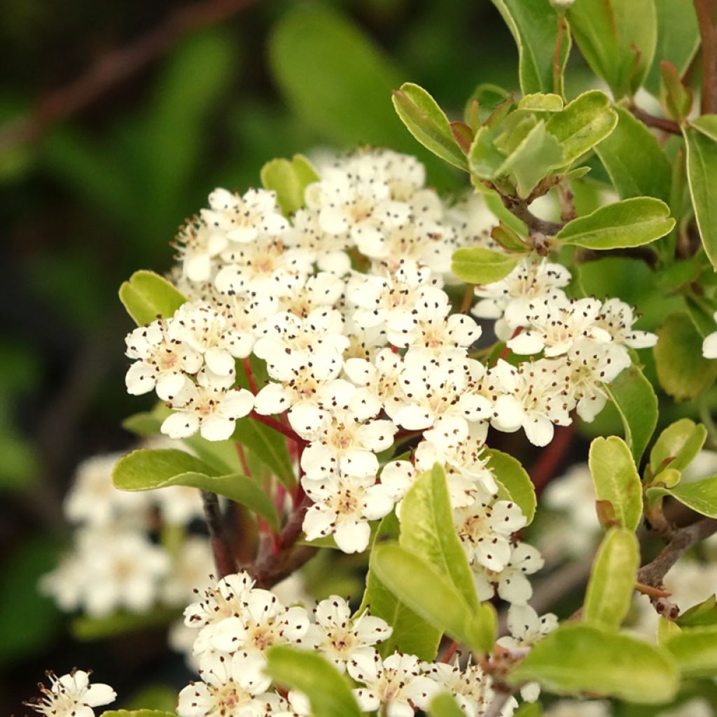 Pyracantha Sunny Star