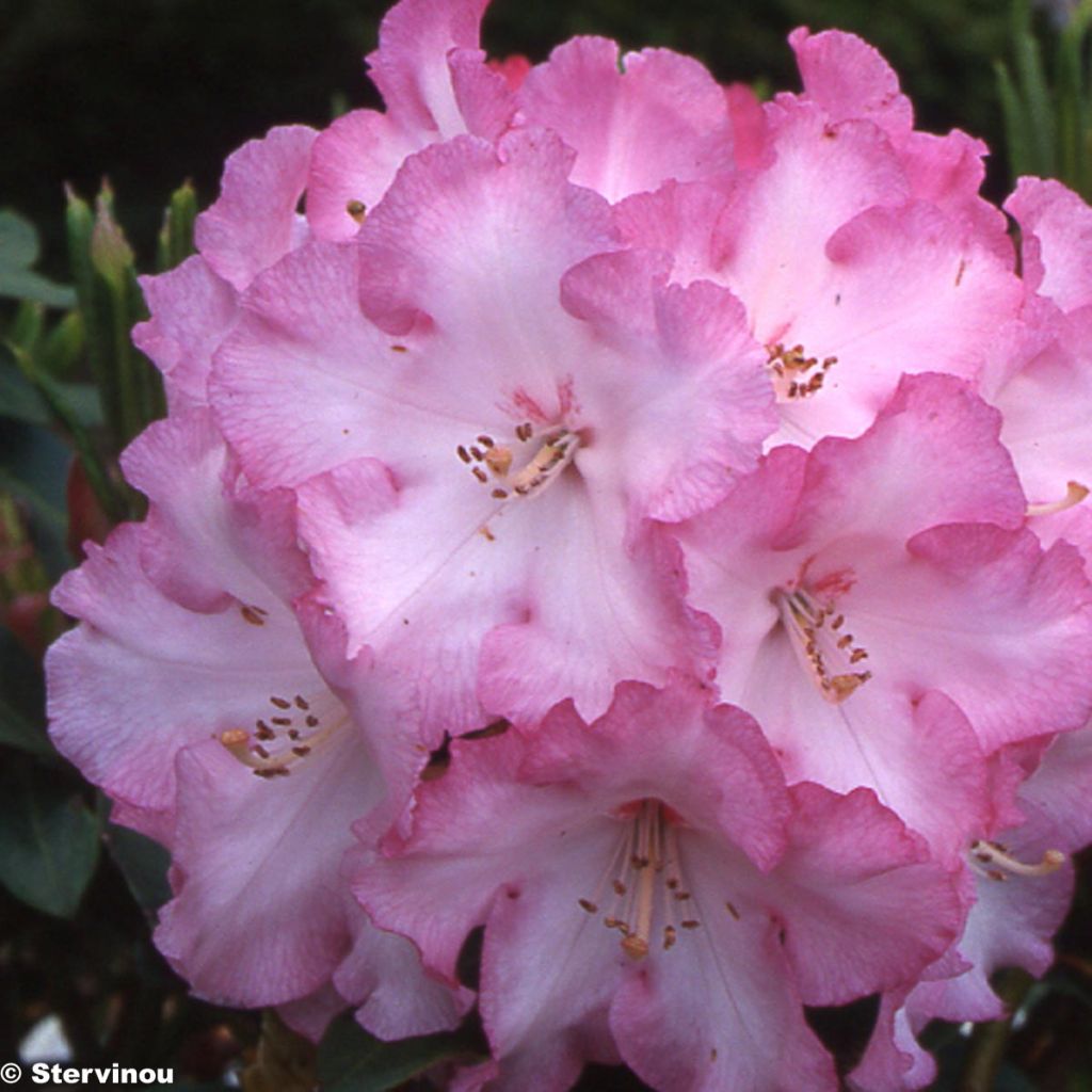 RHODODENDRON Lem s monarch - Grand Rhododendron