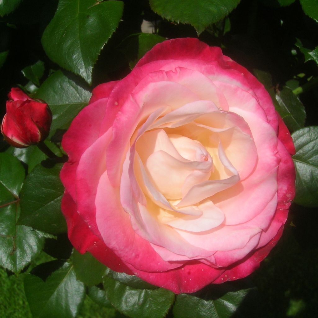Rosa ad alberello Nostalgie