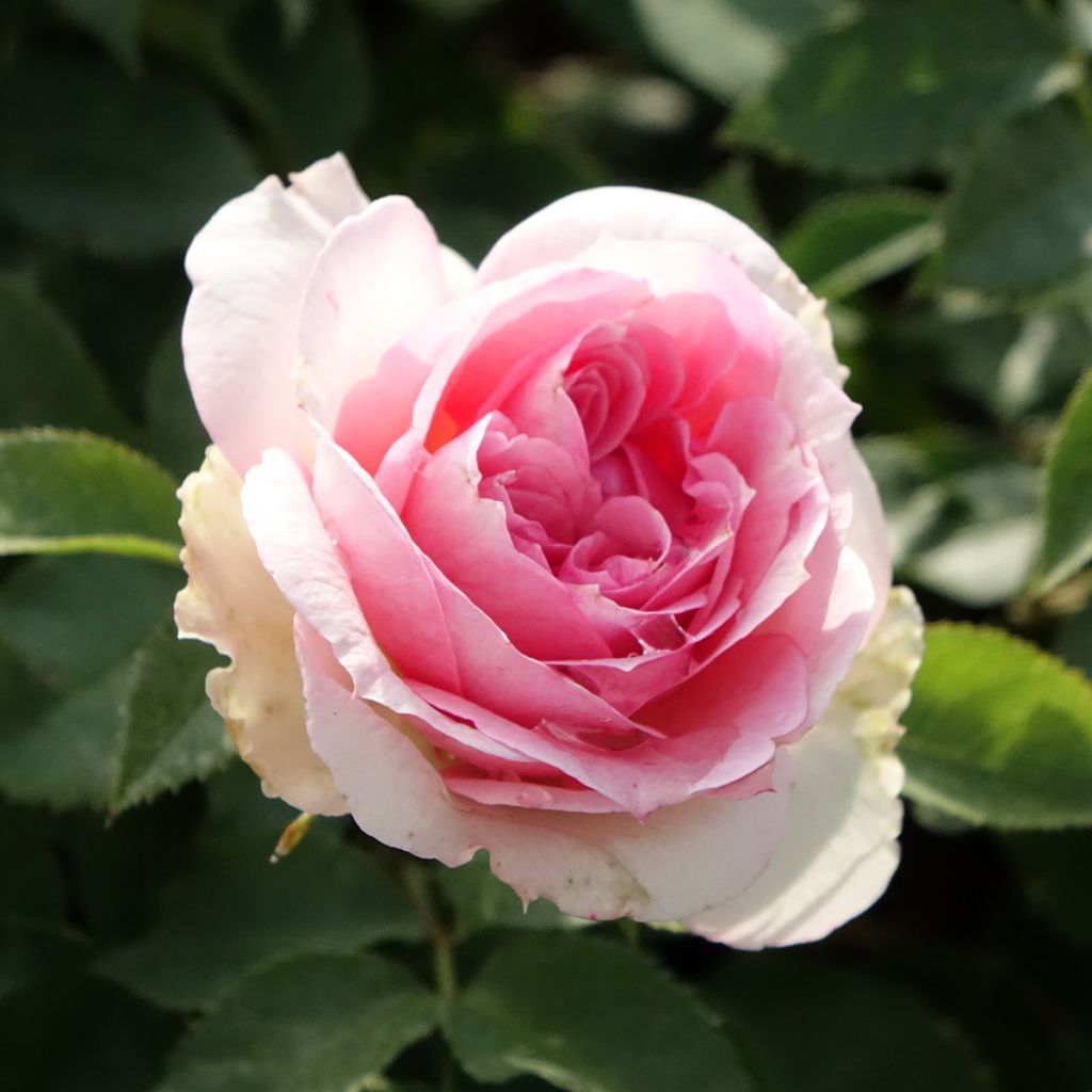 Rosa Floribunda Sophia Romantica