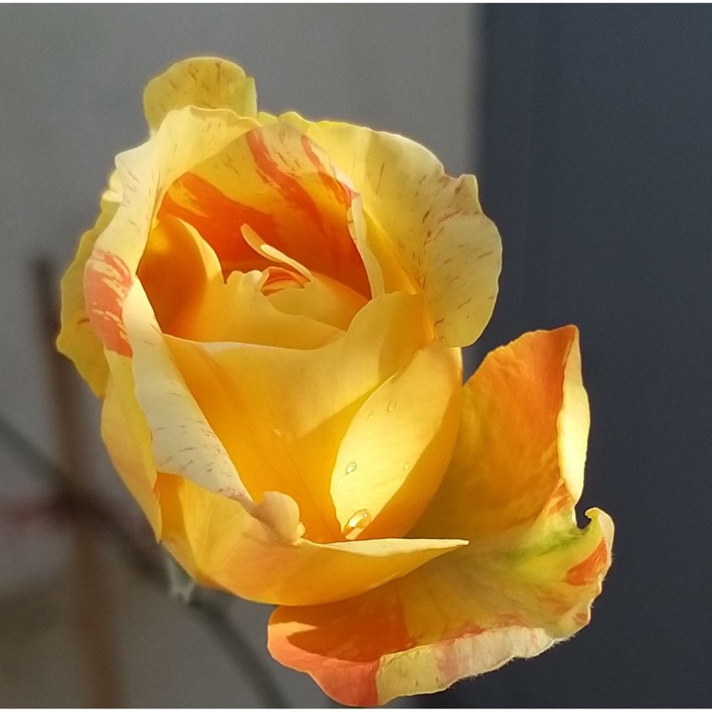 Rosa André Willemse