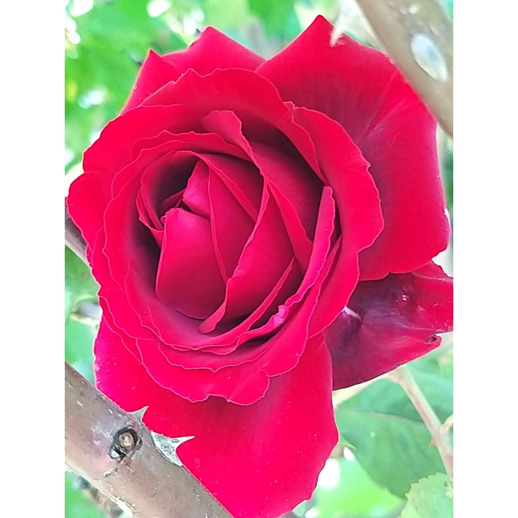 Rosa Botero - Rose ibrida di tea