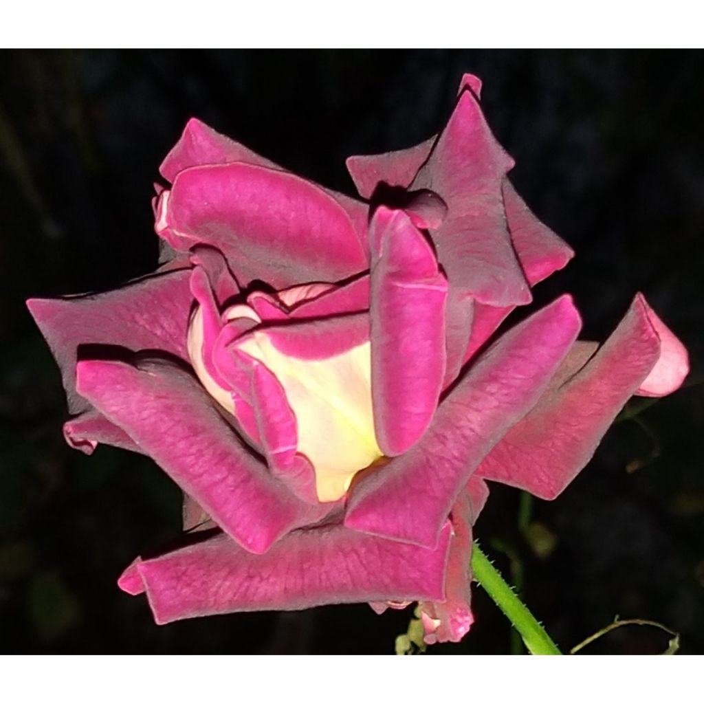 Rosa Eddy Mitchell - Rose ibrida di tea