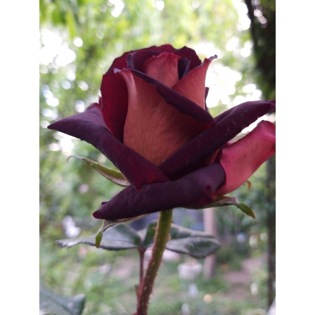 Rosa Eddy Mitchell - Rose ibrida di tea