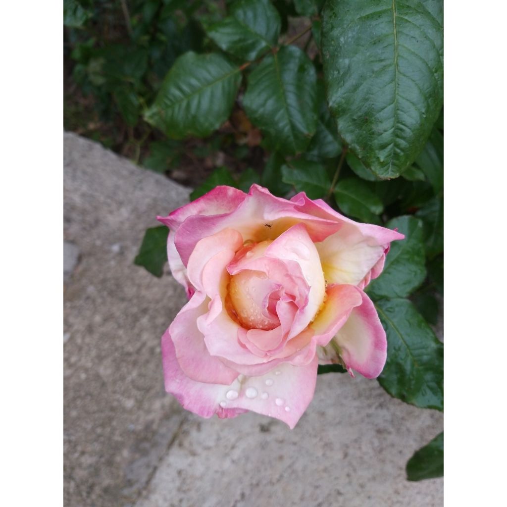 Rosa Sweet Eureka - Rose ibrida di tea