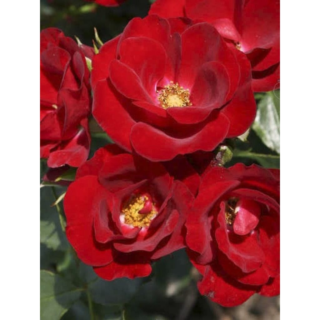 Rosa Urban Streetlight Marondo