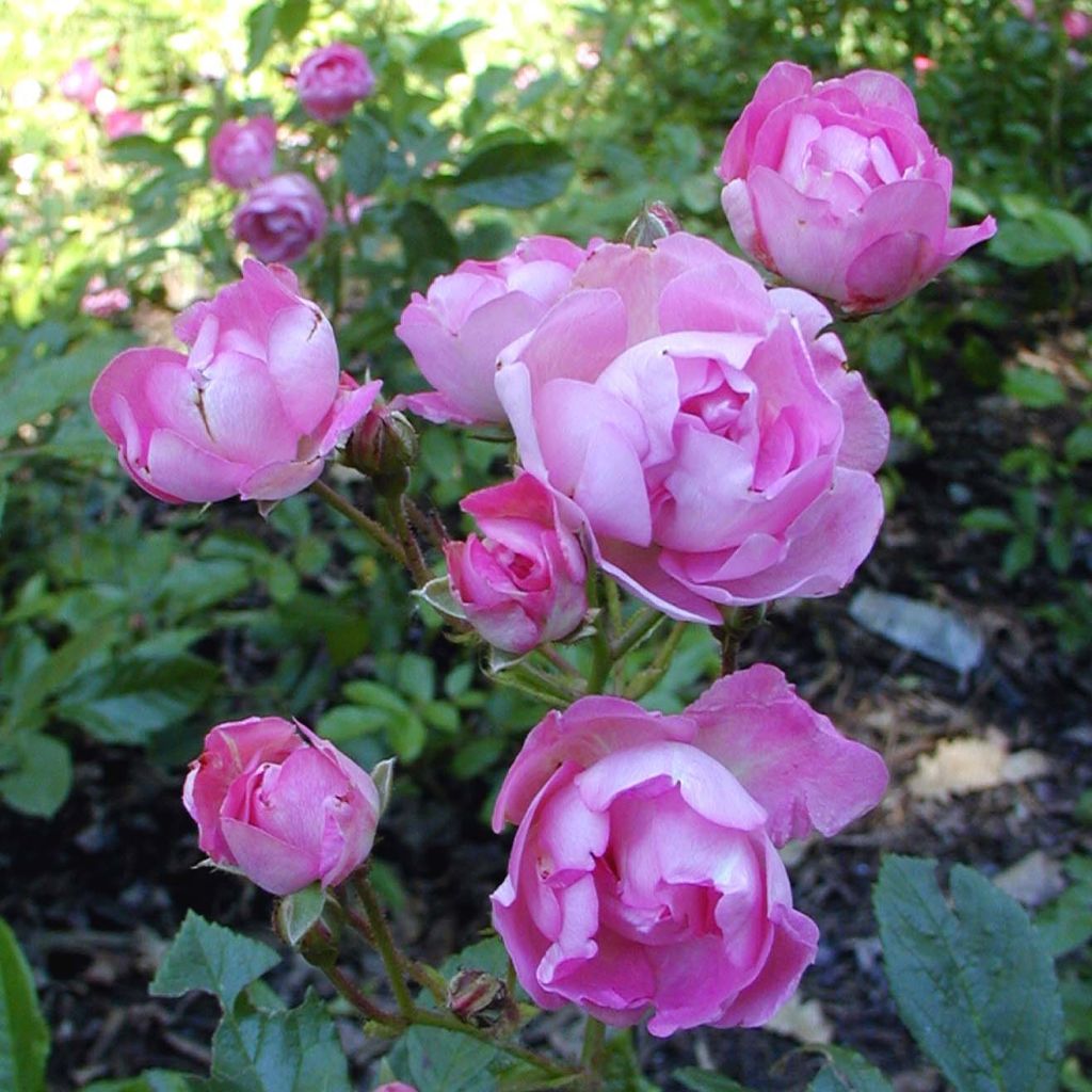 Rosa antica Maman Turbat