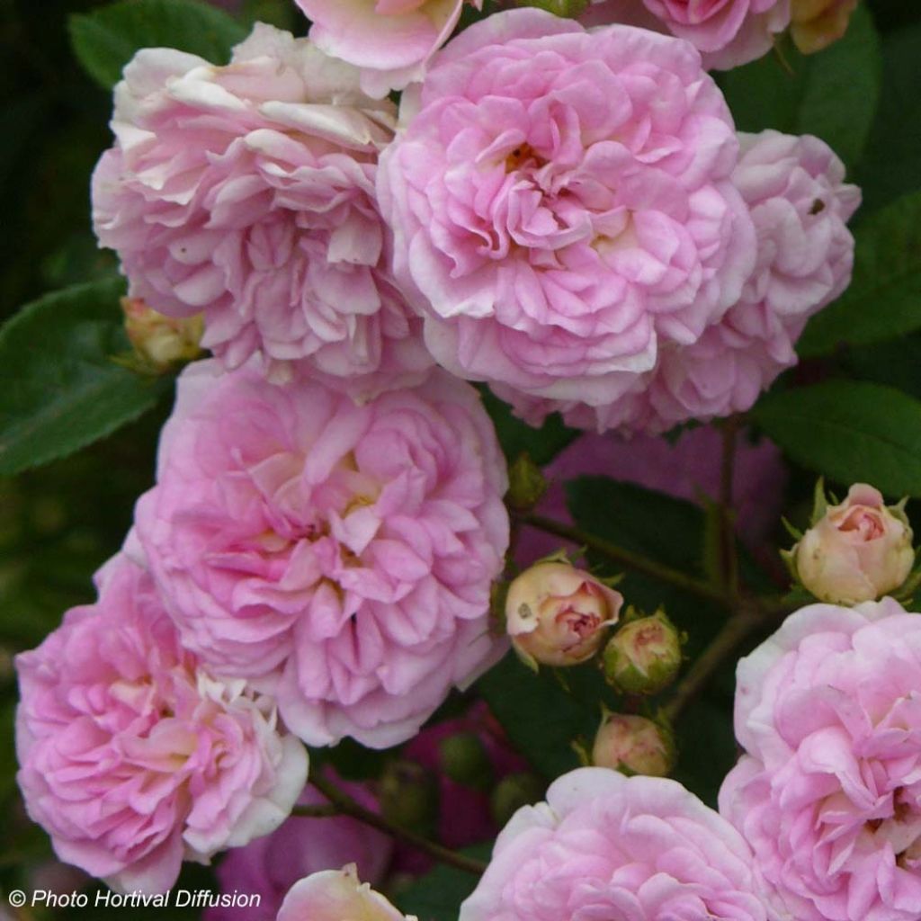 Rosa multiflora Pink Ghislaine de Féligonde
