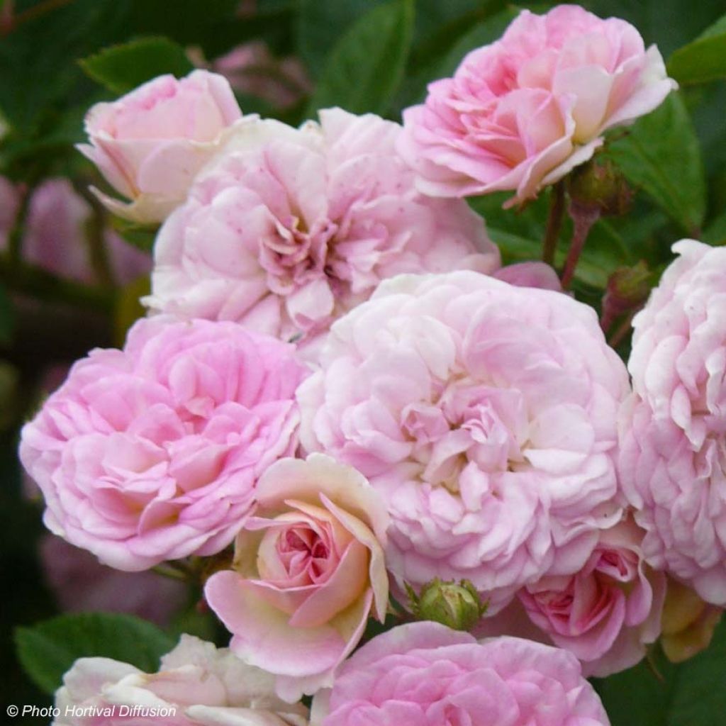 Rosa multiflora Pink Ghislaine de Féligonde