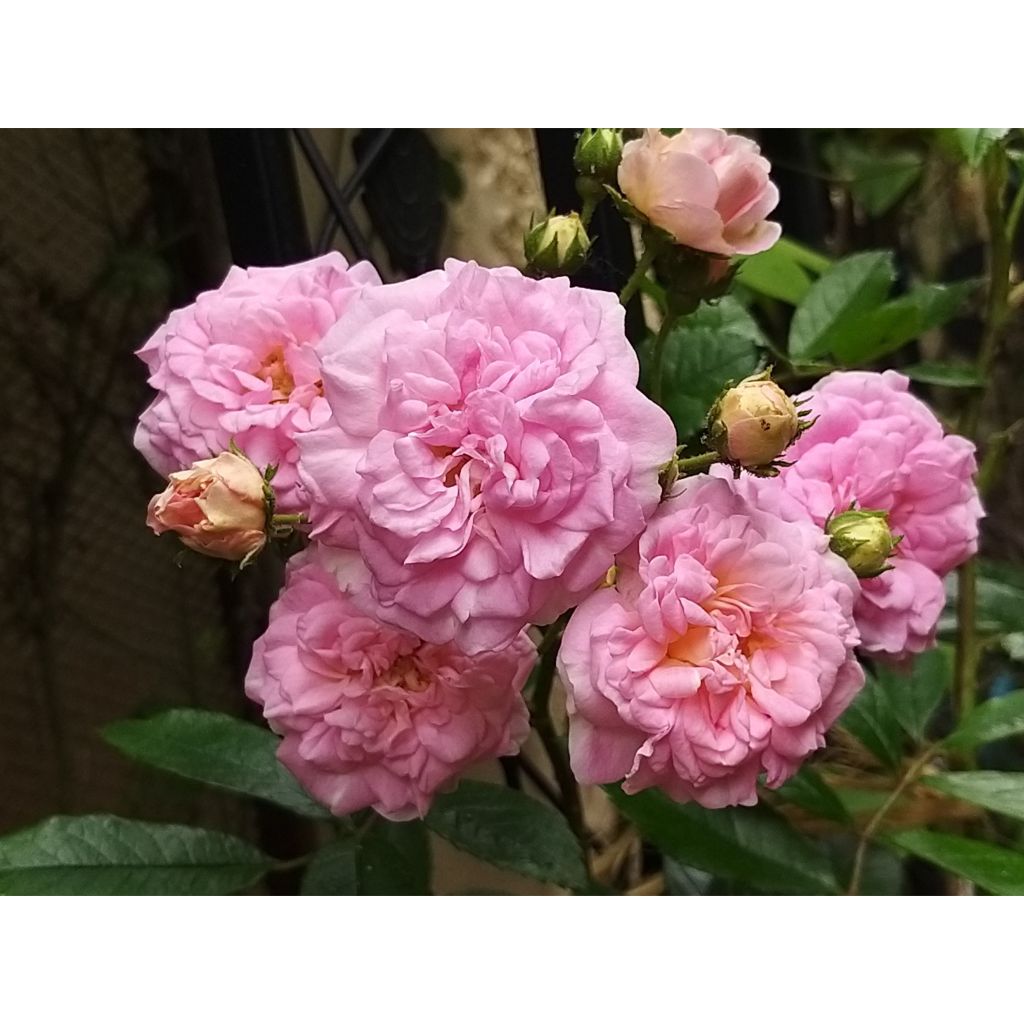 Rosa multiflora Pink Ghislaine de Féligonde