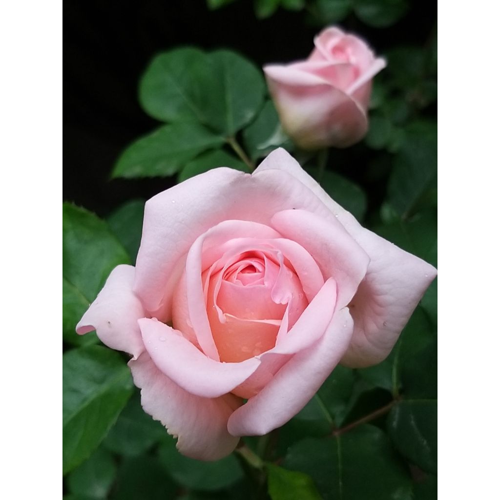 Rosa polyantha Astrid Lindgren