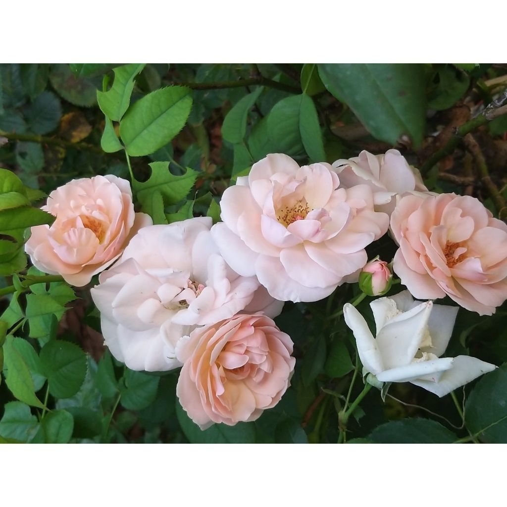 Rosa polyantha Astrid Lindgren